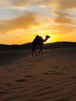 New Year Yoga & Mindful Photography (explore Desert Tour in Morocco) 